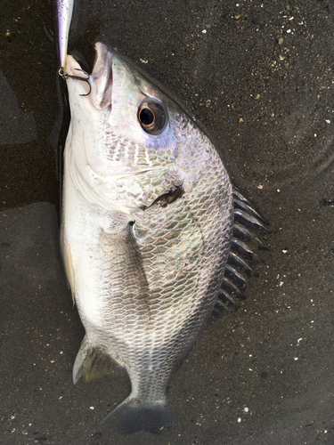 キビレの釣果