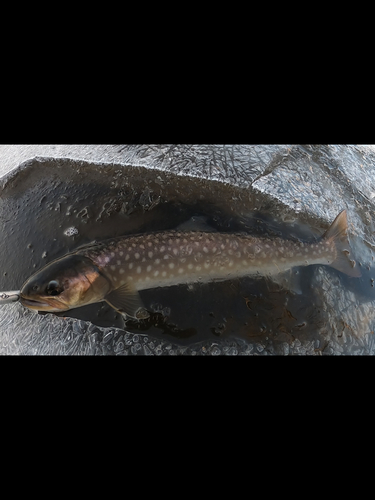 アメマスの釣果