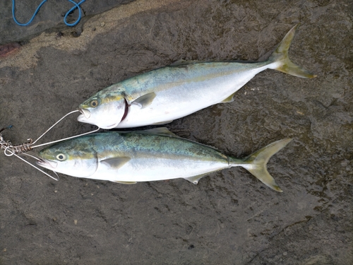 イナダの釣果