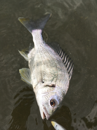 キビレの釣果