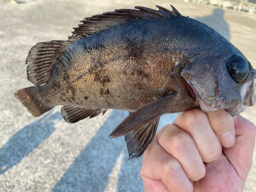 メバルの釣果