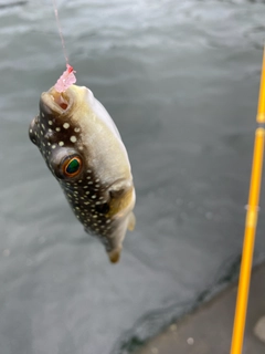 フグの釣果