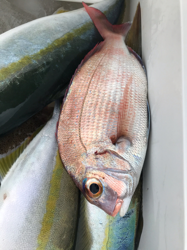 チダイの釣果