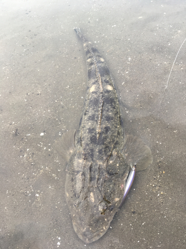 マゴチの釣果