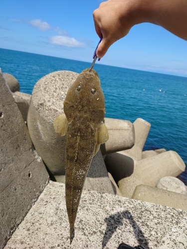 マゴチの釣果