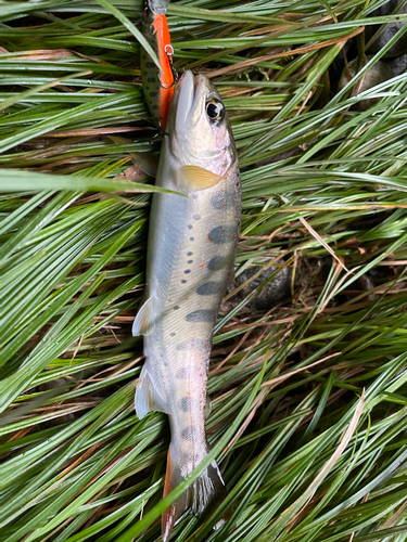 アマゴの釣果