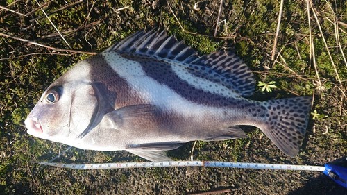 コショウダイの釣果