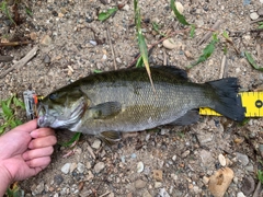 スモールマウスバスの釣果