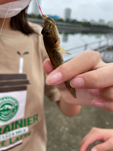 ハゼの釣果