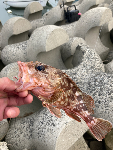 カサゴの釣果