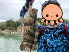 チャイロマルハタの釣果