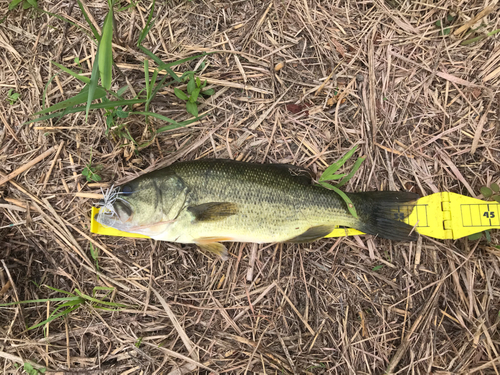 ブラックバスの釣果