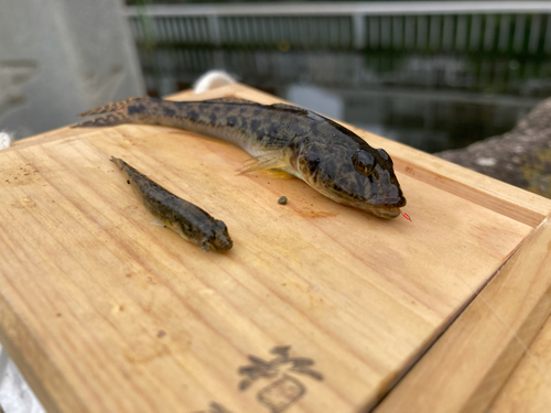 マハゼの釣果