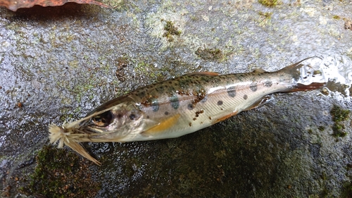 ヤマメの釣果