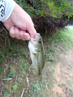 ラージマウスバスの釣果