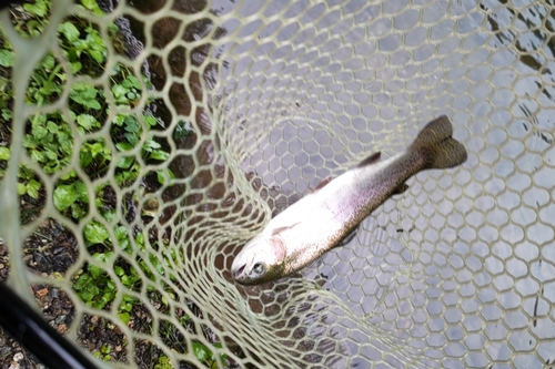 ヤシオマスの釣果