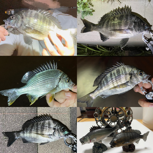 チヌの釣果