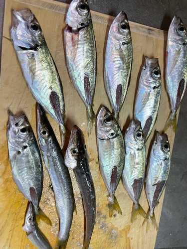 アジの釣果