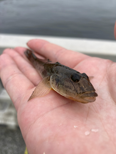 マハゼの釣果