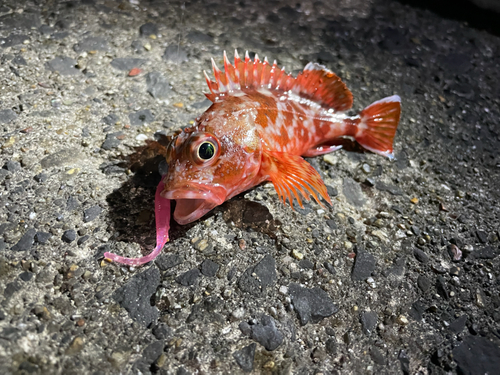 カサゴの釣果