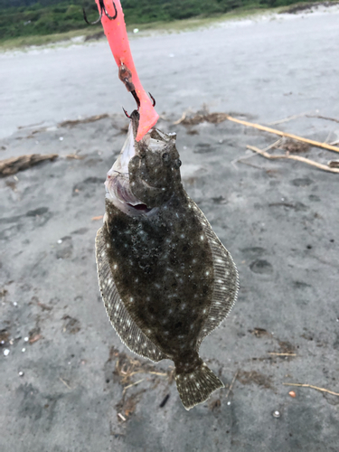 ソゲの釣果