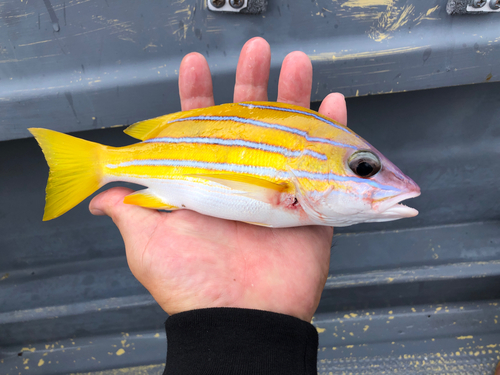 ヨスジフエダイの釣果