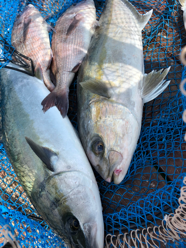 カンパチの釣果