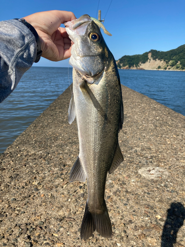 スズキの釣果