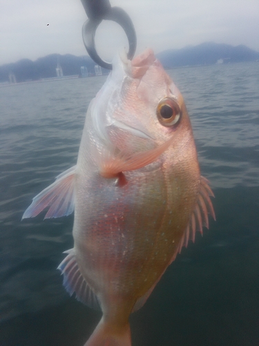 マダイの釣果