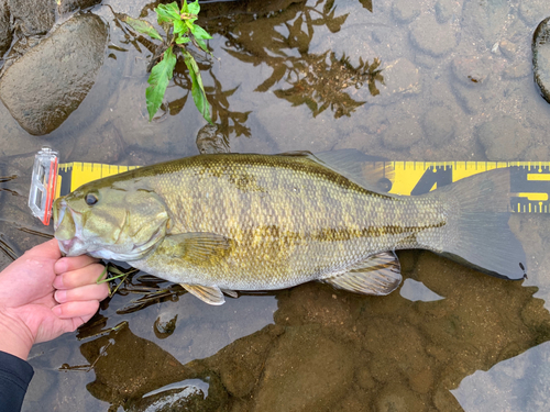 スモールマウスバスの釣果