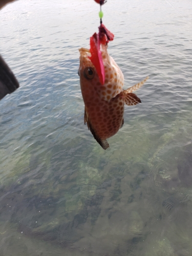 オオモンハタの釣果