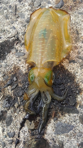 アオリイカの釣果