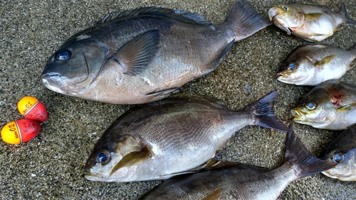 クチブトグレの釣果