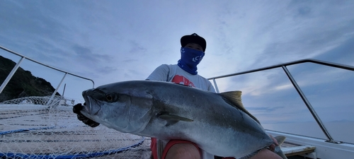 ヒラマサの釣果