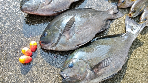 クチブトグレの釣果