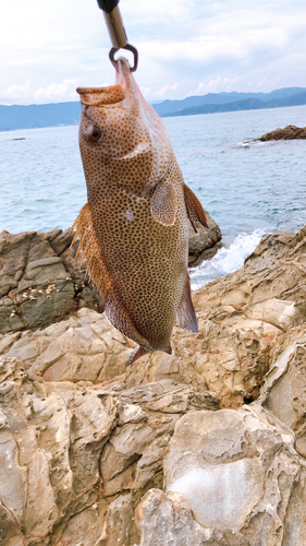 オオモンハタの釣果