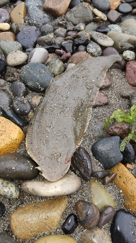 シタビラメの釣果