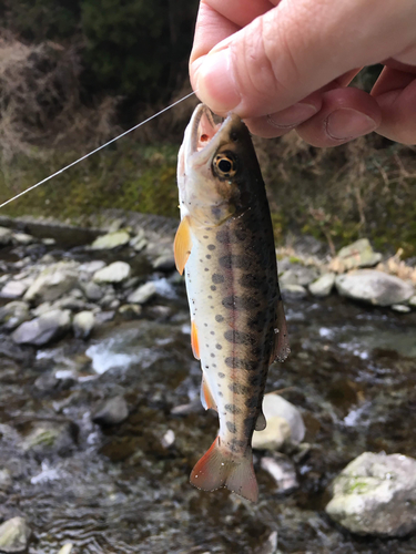 ヤマメの釣果