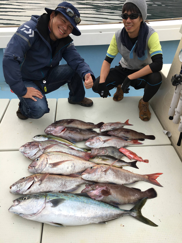 マダイの釣果