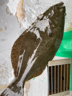 ヒラメの釣果