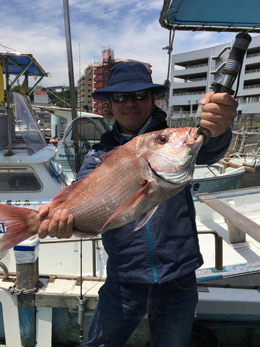 マダイの釣果