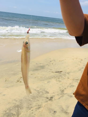 キスの釣果