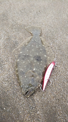 ソゲの釣果