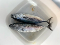 ソウダガツオの釣果