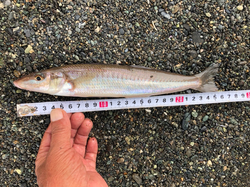 キスの釣果