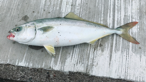 ハマチの釣果