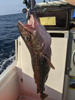 タラの釣果