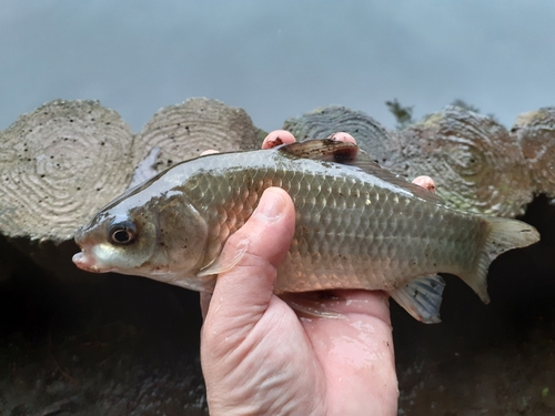 フナの釣果