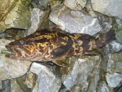 タケノコメバルの釣果