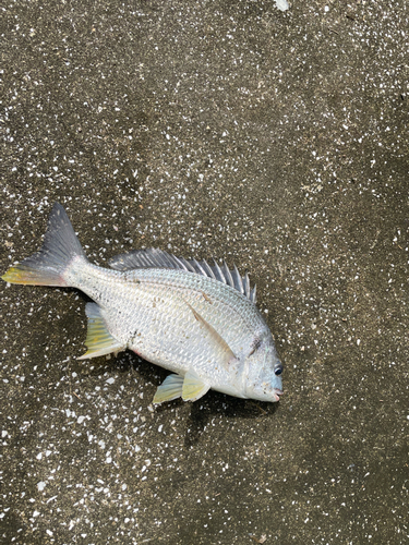 キビレの釣果